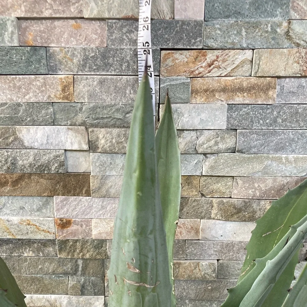 Maguey / agave / blue agave
